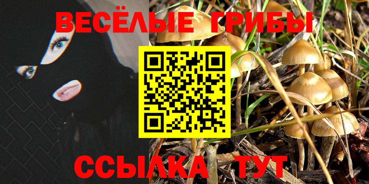 Волхов  как найти закладки  Вход с VPN  Галлюциногенные грибы Psilocybe 